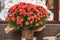 Bouquet of orange chrysanthemums flowers in flowerpot