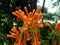 Bouquet of orange flowers of Pyrostegia venusta