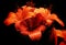 Bouquet of Orange Lily also called Lilium bulbiferum