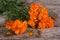 Bouquet of orange marigold flowers on old wooden