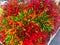 Bouquet of Ornamental Peppers