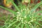 Bouquet of papyrus,water plants