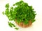 Bouquet of parsley,