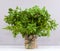 A bouquet of parsley