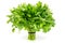 Bouquet of parsley isolated