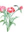 Bouquet of peonies, watercolor, can be used as greeting card, invitation card for wedding, birthday Vector