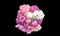 Bouquet peony flowers pink and red isolated on black background.