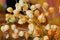 A bouquet Physalis of dried flowers on blurred background