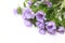 Bouquet of Pincushion flowers in a white background