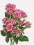 Bouquet of pink Bush roses on a white background 24057