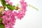 Bouquet of pink crepe myrtle