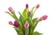 Bouquet of pink Dutch tulips in closeup