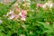 Bouquet pink flower blossom in garden . Beauty soft blooming and buds flora petal. natural green leaves plant in botany farm . flo
