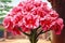 Bouquet of pink geraniums in the garden