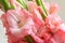 Bouquet of pink gladioli.