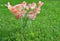 Bouquet of pink gladioluses on a green background