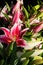 Bouquet of pink lilies. Background of bright flowers