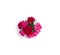 Bouquet of pink multicolored peonies on a white background with space for text. Top view, flat lay. Spring decoration