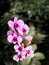 Bouquet of Pink Orchid Blooming in The Colorless