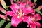 Bouquet of pink oriental lilies isolated