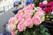 Bouquet of pink and pale green roses at a flower stall in Paris, on street.