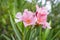 A bouquet pink petals of fragrant Sweet Oleander or Rose Bay, blooming on green leafs and blurred shrubs background