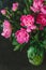 bouquet of pink-purple peonies in a vase on a dark background