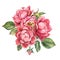 Bouquet pink rose with leaves on white background. Watercolor shabby style flowers