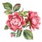 Bouquet pink rose with leaves on white background. Watercolor shabby style flowers
