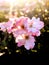 Bouquet of Pink Roses and Sunset