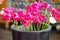 Bouquet of pink tulips at Bloemenmarkt Market, Amsterdam
