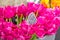 Bouquet of pink tulips at Bloemenmarkt Market, Amsterdam