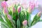 Bouquet of pink tulips with closed buds