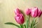 Bouquet of pink tulips on of light plywood