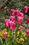 A bouquet of pink tulips in the Persian garden of Dehvanak.