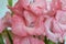 Bouquet of pink and white gladioli. Rose-color petals of gladiolus flowers close up