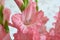Bouquet of pink and white gladioli. Rose-color petals of gladiolus flowers close up