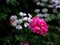 Bouquet of Pink Zonal Geranium Blooming
