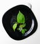 A bouquet of plants, green leaves and flowers, inflorescences in a black plate isolated on a background. Floristic composition