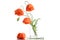 Bouquet of poppies in glass vase