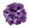 A bouquet of purple begonias on a white isolated background with clipping path. Close-up without shadows.