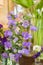 bouquet of purple canterbury bell flowers in a vase