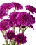 Bouquet of Purple Chrysanthemums