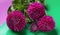 Bouquet of purple dahlia flowers on green background top view. Three flowers and  one bud