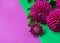 Bouquet of purple dahlia flowers on green background top view. Three flowers and  one bud