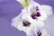 Bouquet of purple gladiola flowers standing against purple swag background