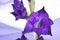 Bouquet of purple gladiola flowers standing against purple swag background