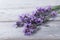 Bouquet of purple lavenders