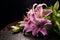 Bouquet of purple lillies with rain drops 2