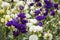 Bouquet of purple lisianthus flowers